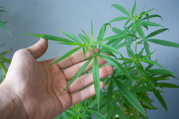 cannabis in hand, Herbs of future