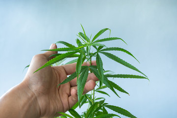 cannabis in hand, Herbs of future