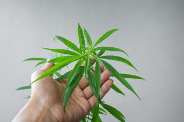 cannabis in hand, Herbs of future