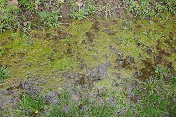 Floating algae on water puddle background