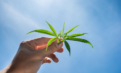 Cannabis leaves in hand and Sky Background