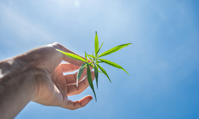 Cannabis leaves in hand and Sky Background