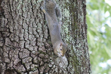 Squirrel eating on tree