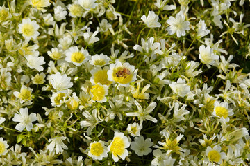 Close up Poached egg plant. Limnanthes douglasii is a species of annual flowering plant in the family Limnanthaceae commonly known as Douglas' meadowfoam or poached egg plant.