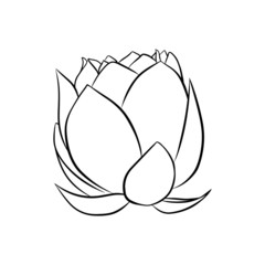 Lily lotus water flower hand drawn black and white vector