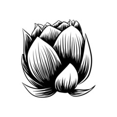 Lily lotus water flower hand drawn black and white vector