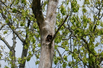 Bird dwelling hole high up in dead tree
