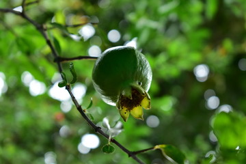 Pomegranate