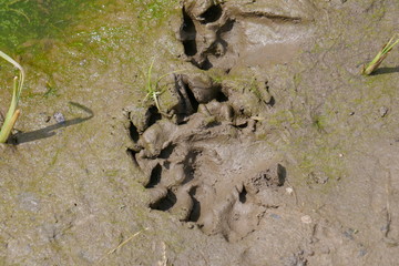 Animal tracks in the mud close-up