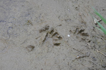 Small animal footprint pattern in soft mud