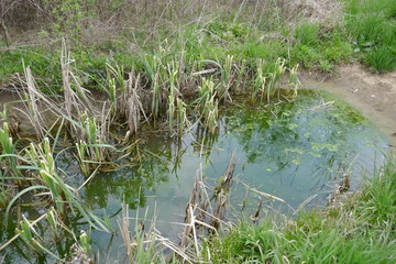 Small pond with muddy bank and wetland plants