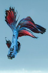 Obraz na płótnie Canvas Close up art movement of Multi colur betta fish,Siamese fighting fish isolated on blue background.