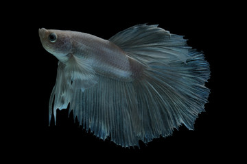 Close up art movement of Blue betta fish,Siamese fighting fish isolated on black background.