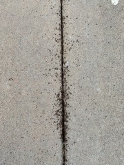 Ants in an expansion joint or crack