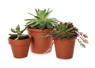 Beautiful potted echeverias isolated on white. Succulent plants