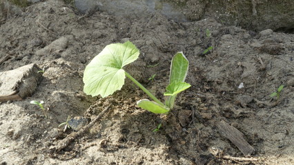 Pattinson grows in the garden