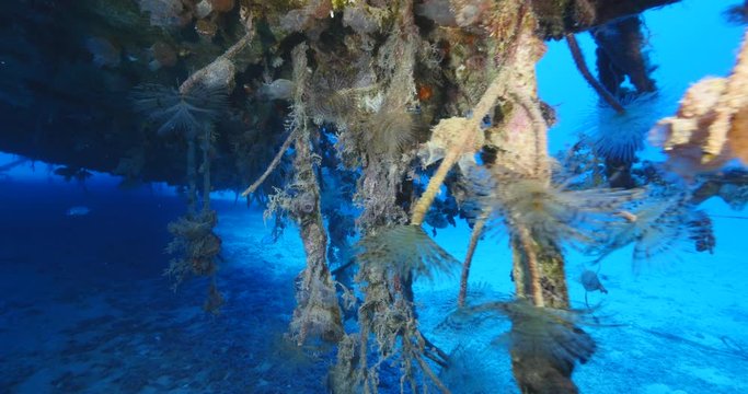 tunicates under the wing of air plane wreck underwater with some tubeworms ocean scenery
