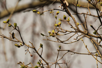 First Buds of Spring