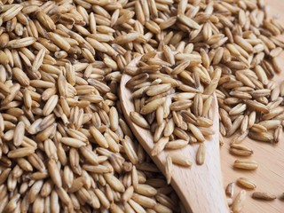 신선한 유기농 통 보리 배경 
