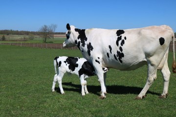 Newborn calf snuggles under cow bonding in the meadow- life is precious concept