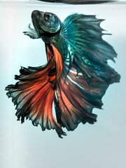 Close up art movement of Multi colour betta fish,Siamese fighting fish isolated on blue background.