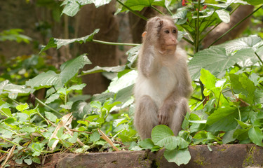 Rhesus macaque monkey scratching its head in a pensive mood