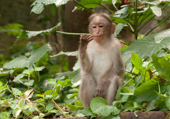 Rhesus macaque monkey examining its hand in a thoughtful posture