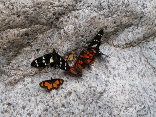 Fototapeta na wymiar butterflies in colored beauty