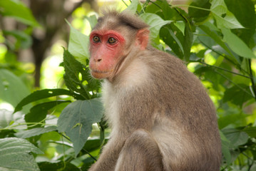 Macaque monkey with a reddish face up close