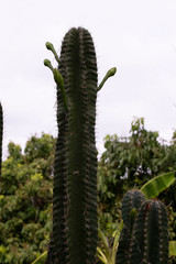 cactus in bloom
Close up  of cactus