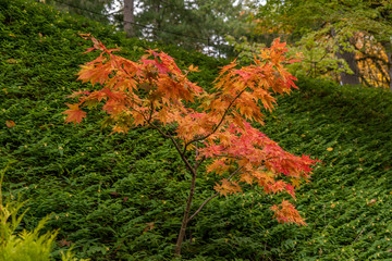 Fototapeta premium colors of fall