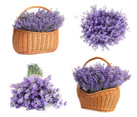 Fototapeta na wymiar Set of beautiful tender lavender flowers on white background