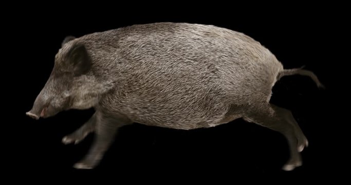 Wild boar gallop running realistic animation. Isolated animal video including alpha channel allows to add background in post-production. Element for visual effects.
