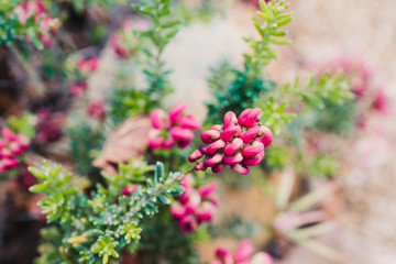 native Australian grevillea lanigera plant outdoor in sunny backyard