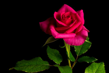 Single Pink Rose Flower Isolated on a Black Background