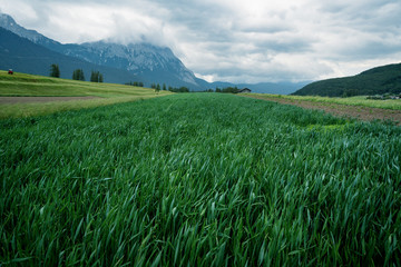 Fototapeta premium Dark green vegetable farmland in mountain valley in the Austrian Alps, Mieminger Plateau, Tyrol, Austria