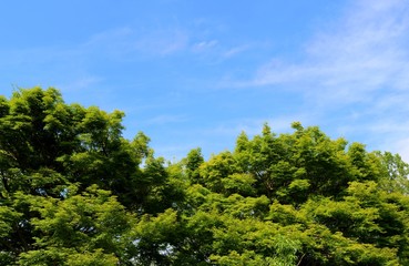 爽やか　空　緑　風景　茨城