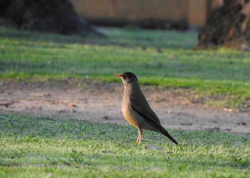 Bird in a park. 