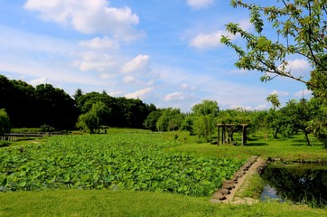 新緑　蓮池　五月　風景　茨城
