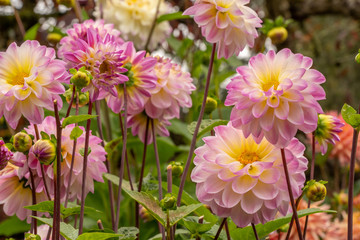 colorful flowers