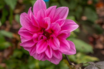 Obraz premium colorful flowers