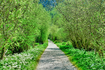 footpath in the park, Grünau Austria