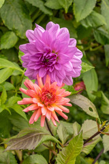 Obraz premium colorful flowers