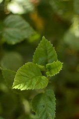 small hibiscus flower in human hand care
