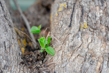Young green leaves on an old tree. The structure of the tree bark. Close-up, nature in detail.