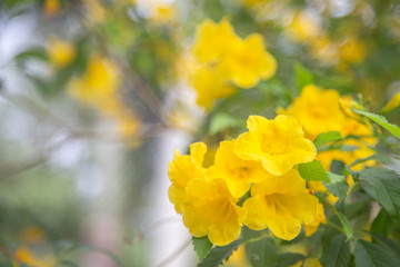 Yellow tropical flowers with green leaves and sunrise - soft focus