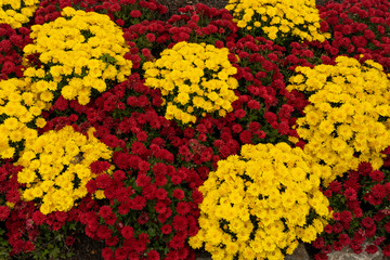 colorful flowers