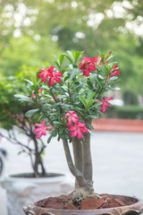 Bright red azalea flowers planted in a pot