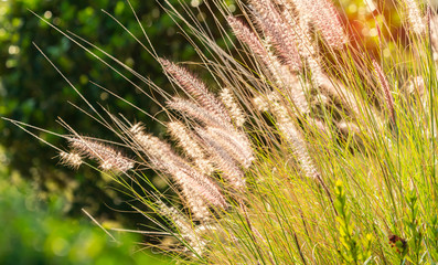 The bulrushes against sunlight in sunset