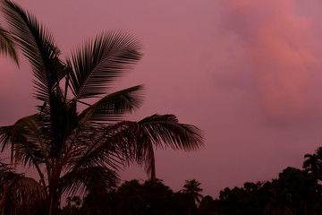 Fototapeta na wymiar coconut tree in the beautiful evening 